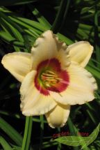 wei/rosa Taglilie Pandoras Box niedere fterblhende Hemerocallis im 11cm Topf